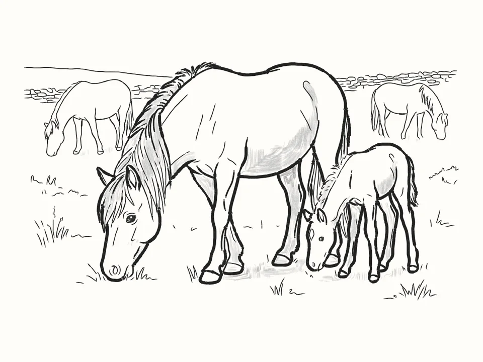 The herd: a pencil drawing from DrawRabbit’s Horse world