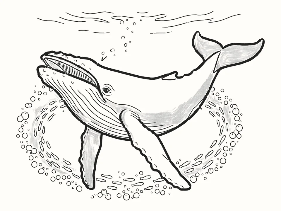 Bubble-net feeding: a pencil drawing from DrawRabbit’s Whale world
