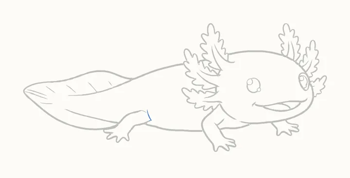 How to draw an axolotl, step 10: erase the guides