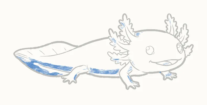 How to draw an axolotl, step 12: shadow side