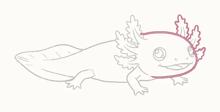 Como desenhar um axolote, passo 16: reforce a cabeça