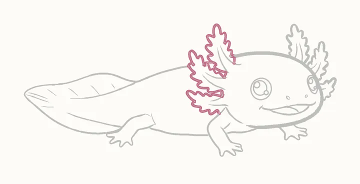 Como desenhar um axolote, passo 17: reforce as brânquias deste lado