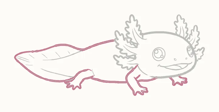 Como desenhar um axolote, passo 18: reforce o corpo