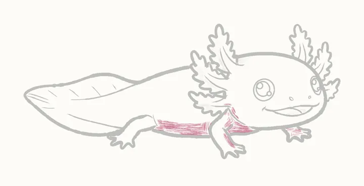 Como desenhar um axolote, passo 20: sombreie embaixo