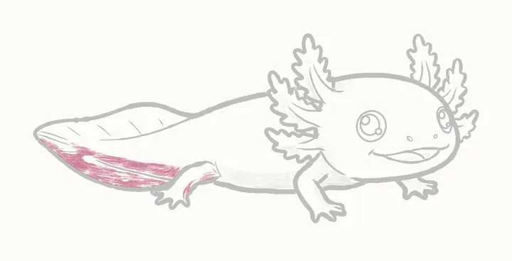 Como desenhar um axolote, passo 21: sombreie a cauda