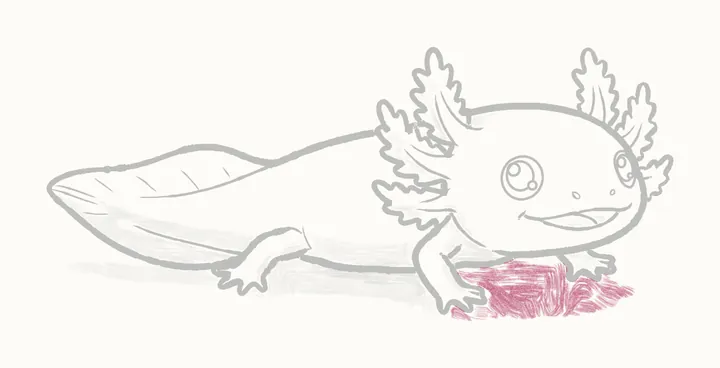 Como desenhar um axolote, passo 23: sombra embaixo da frente