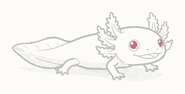 Como desenhar um axolote, passo 24: os toques escuros