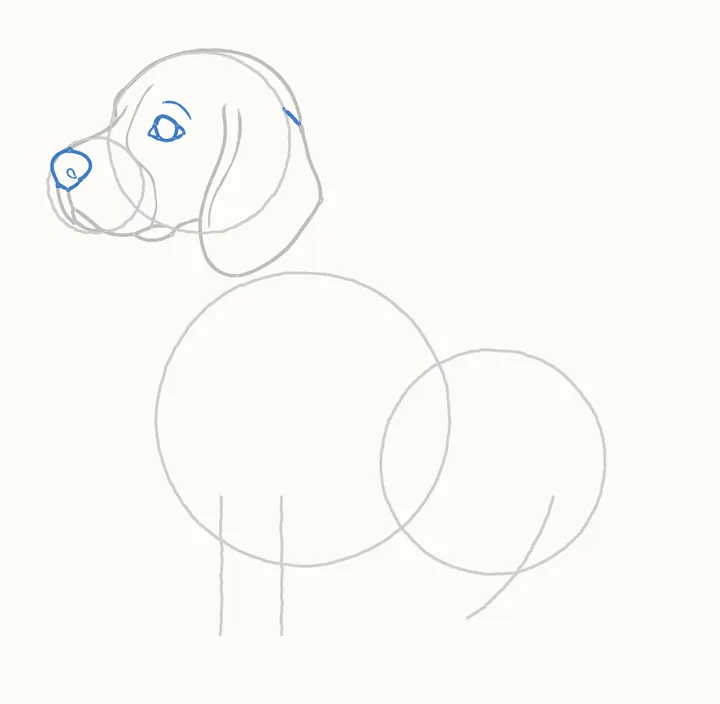 How to draw a dog, step 5: the face
