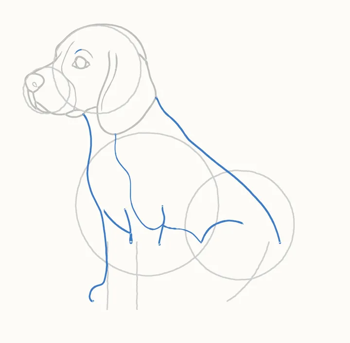 How to draw a dog, step 6: neck and back
