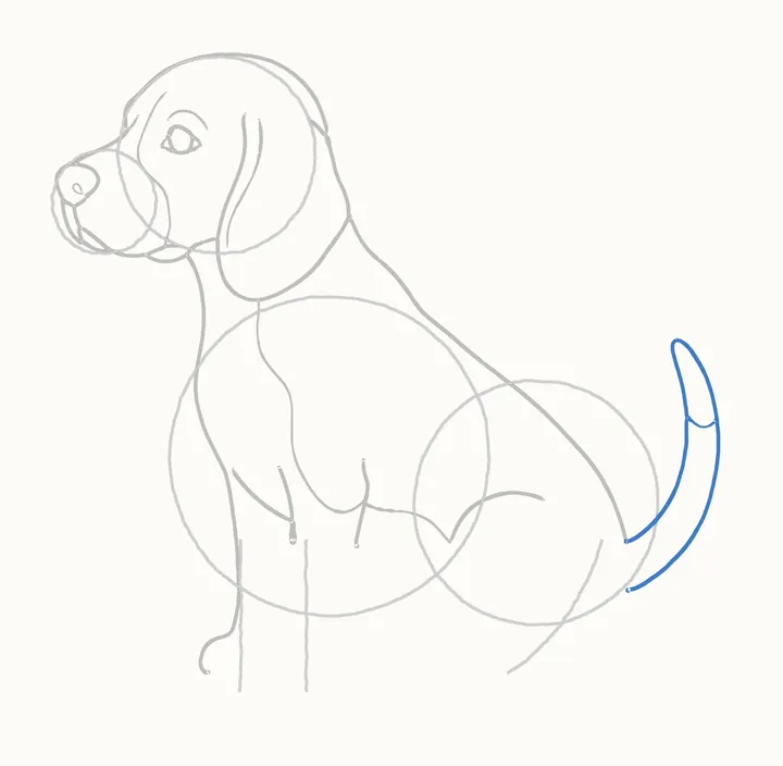 How to draw a dog, step 7: the tail
