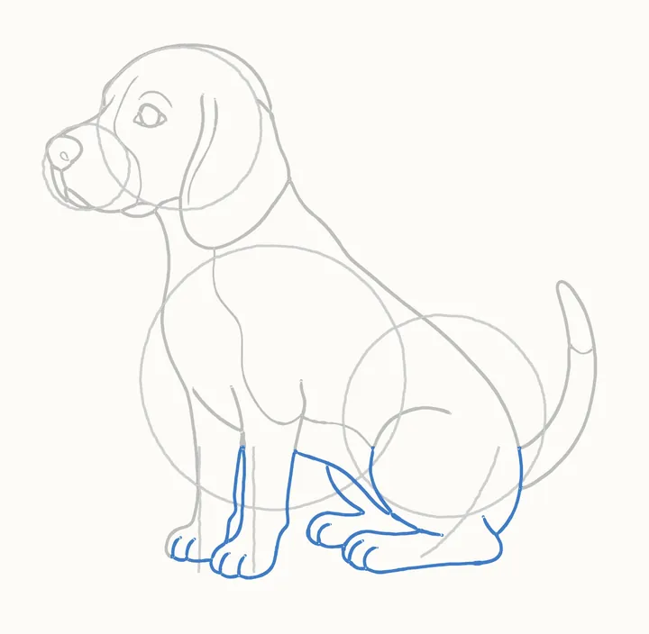 How to draw a dog, step 8: legs and paws