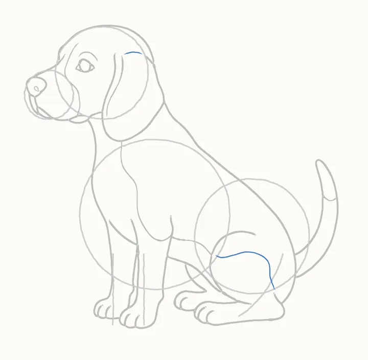 How to draw a dog, step 9: the markings