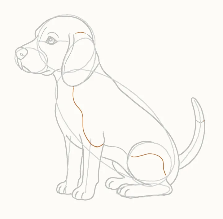 Cómo dibujar un perro, paso 17: los bordes de las manchas