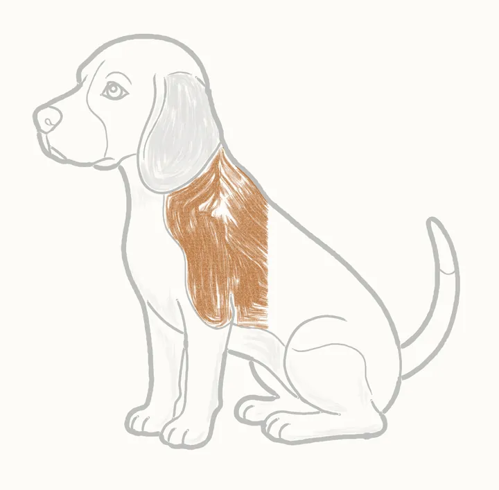Cómo dibujar un perro, paso 22: rellena la mancha de la espalda
