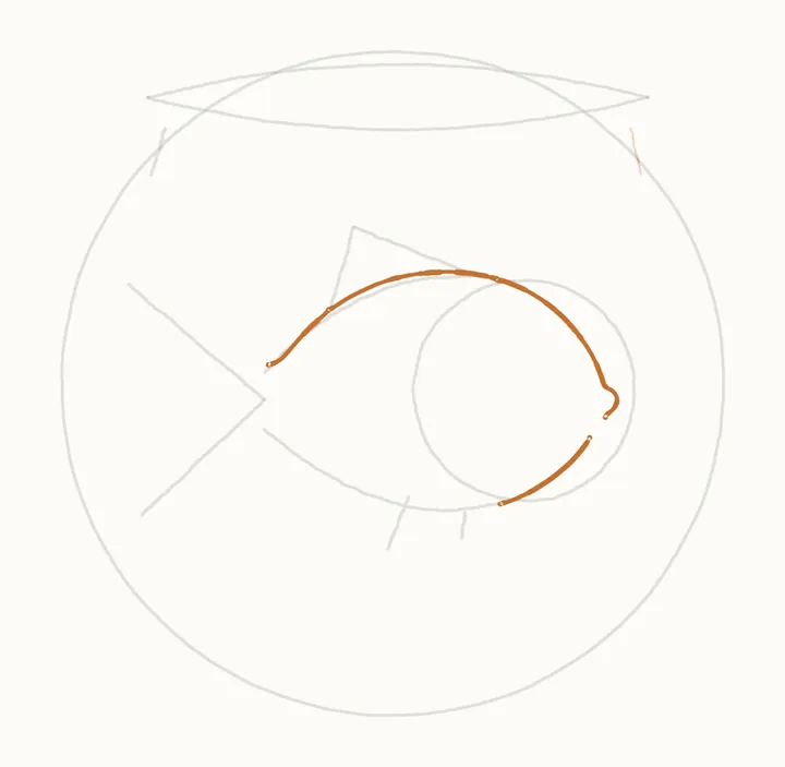 How to draw a fish in a bowl, step 4: the head and back