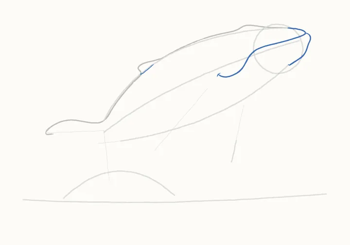 How to draw a humpback whale, step 6: the snout and mouth