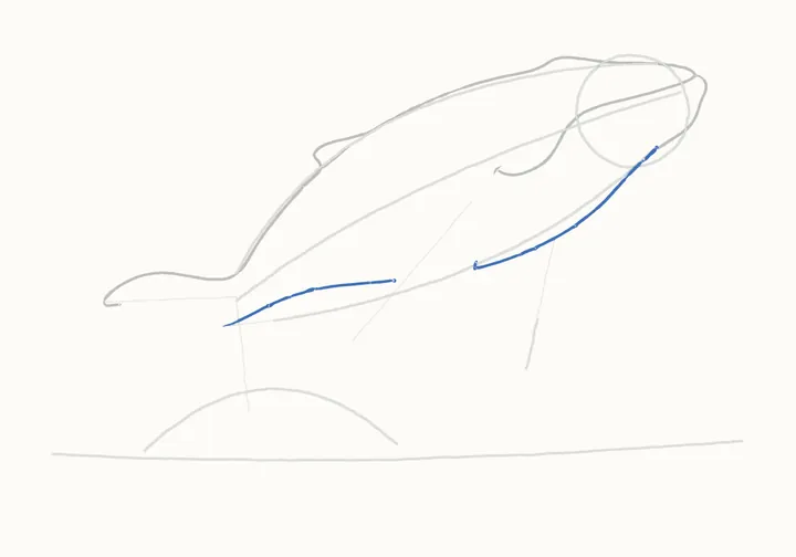 How to draw a humpback whale, step 7: throat and belly