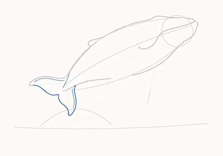 How to draw a humpback whale, step 8: the fluke