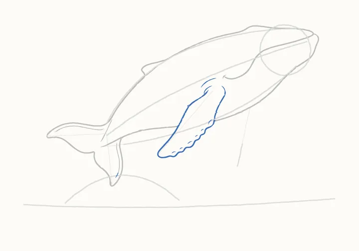 How to draw a humpback whale, step 9: the near flipper