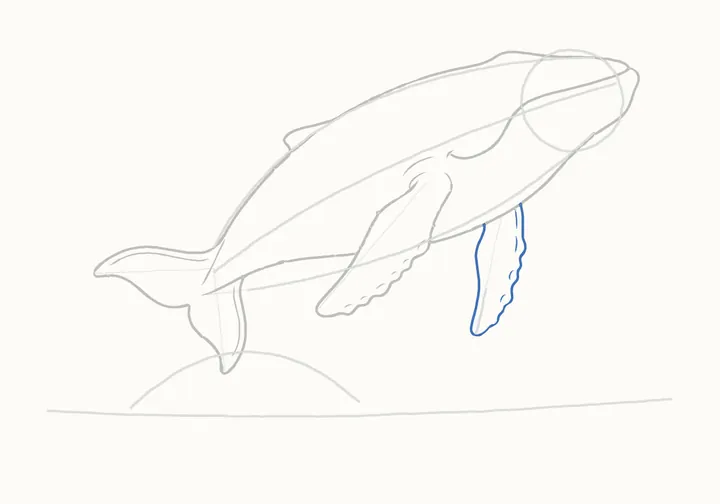 How to draw a humpback whale, step 10: the far flipper