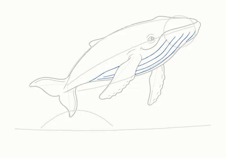 How to draw a humpback whale, step 12: throat grooves