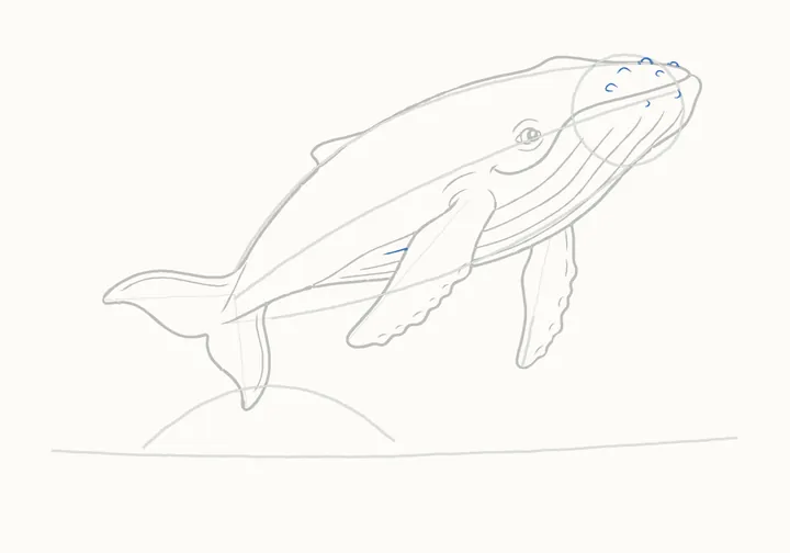 How to draw a humpback whale, step 13: head bumps