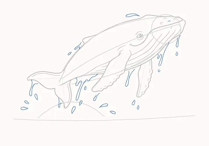 How to draw a humpback whale, step 14: water pouring off her