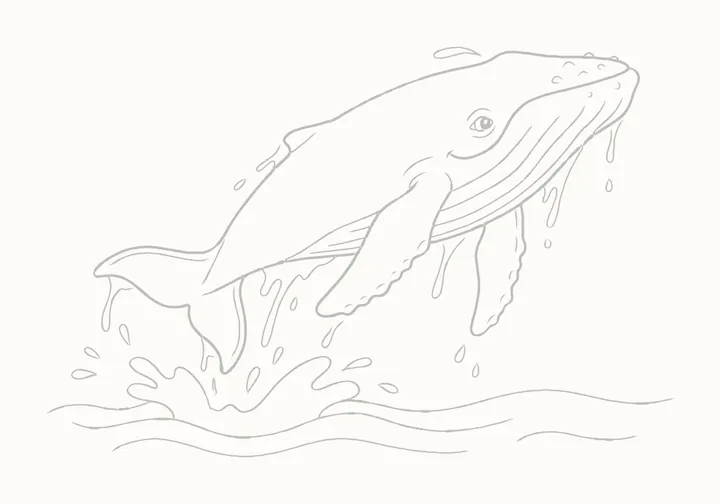How to draw a humpback whale, step 17: erase the guides