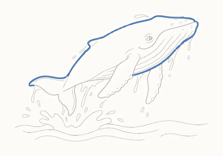 How to draw a humpback whale, step 18: go over her head and back