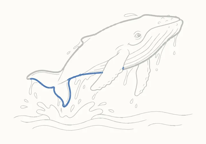How to draw a humpback whale, step 19: go over the tail