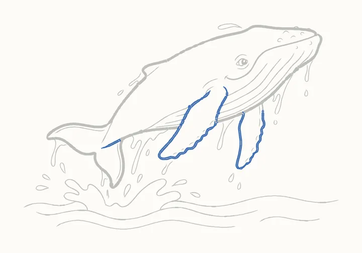 How to draw a humpback whale, step 20: go over the flippers