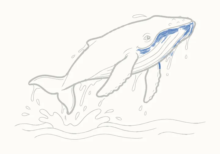 How to draw a humpback whale, step 21: head and throat