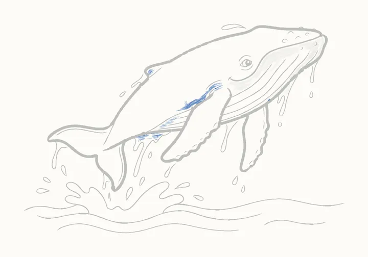 How to draw a humpback whale, step 22: along her body