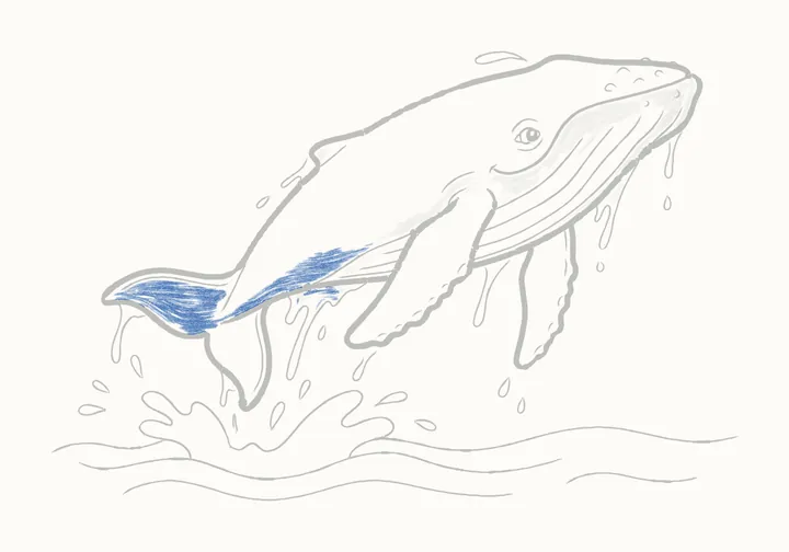 How to draw a humpback whale, step 23: the tail