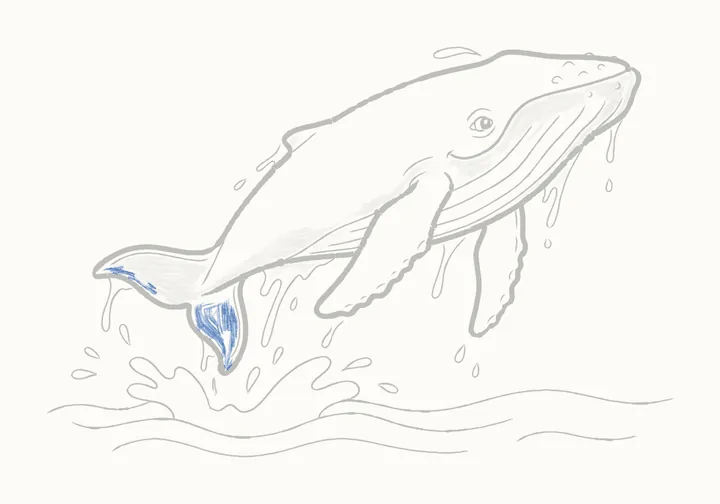 How to draw a humpback whale, step 24: the lower tip