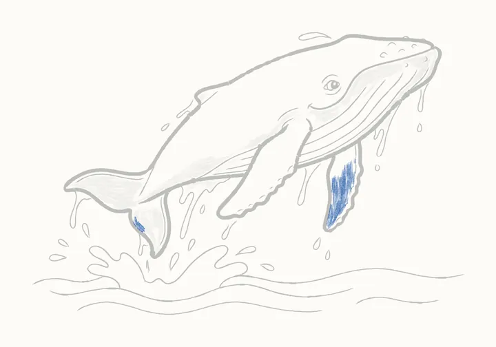 How to draw a humpback whale, step 25: the far flipper