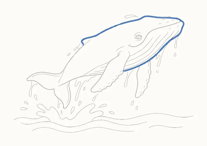 Cómo dibujar una ballena jorobada, paso 30: repasa la cabeza y la espalda