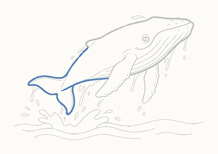 Cómo dibujar una ballena jorobada, paso 31: repasa la cola