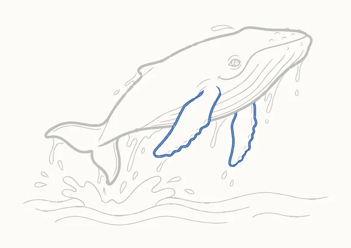 Cómo dibujar una ballena jorobada, paso 32: repasa las aletas