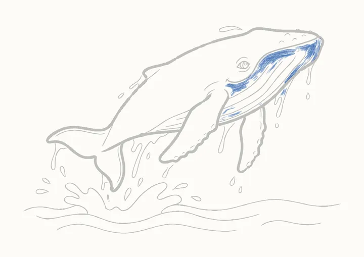 Cómo dibujar una ballena jorobada, paso 33: sombrea la garganta