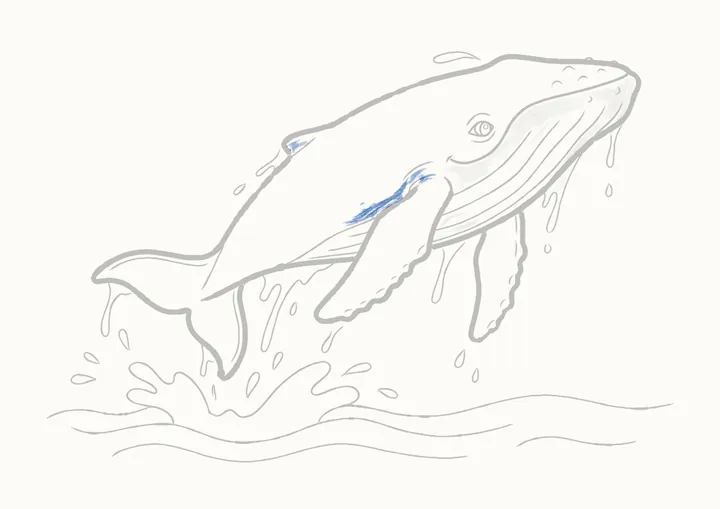 Cómo dibujar una ballena jorobada, paso 34: sombrea el costado