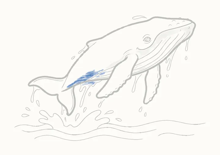 Cómo dibujar una ballena jorobada, paso 35: debajo del cuerpo