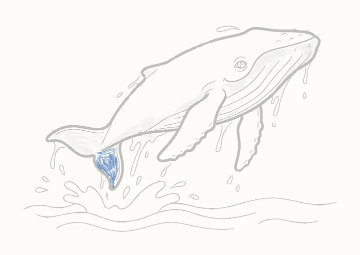 Cómo dibujar una ballena jorobada, paso 37: la punta de abajo