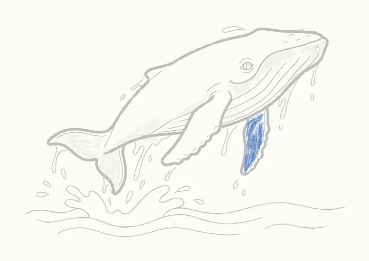 Cómo dibujar una ballena jorobada, paso 38: sombrea la otra aleta