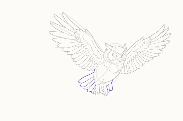 How to draw an owl flying, step 23: the tail
