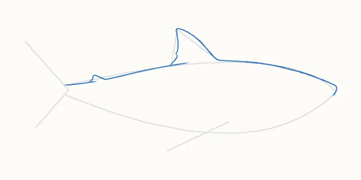 How to draw a shark, step 3: the back and back fin