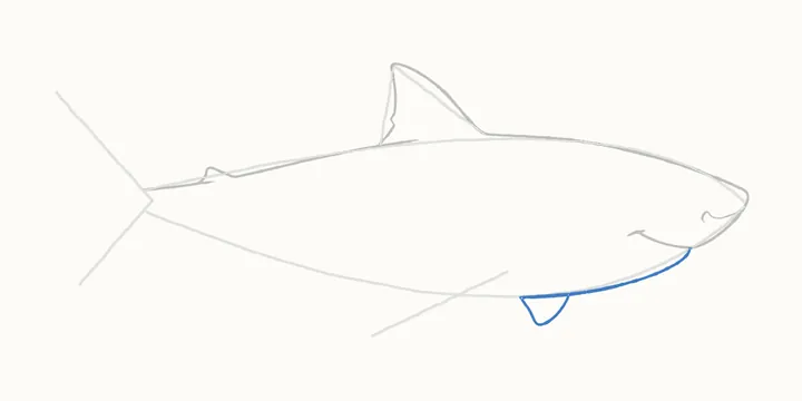 How to draw a shark, step 5: the belly