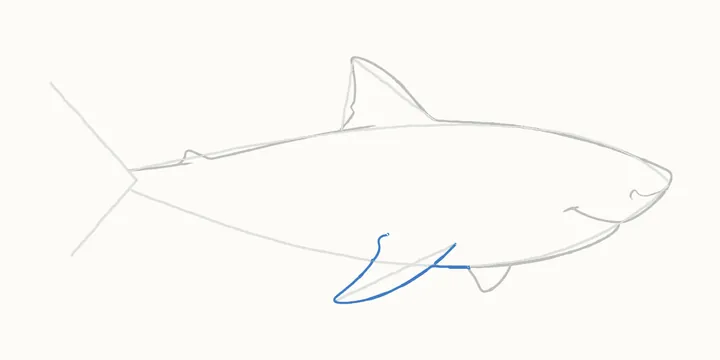 How to draw a shark, step 6: the side fin