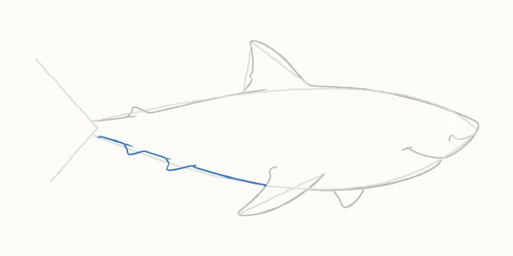 How to draw a shark, step 7: under the tail