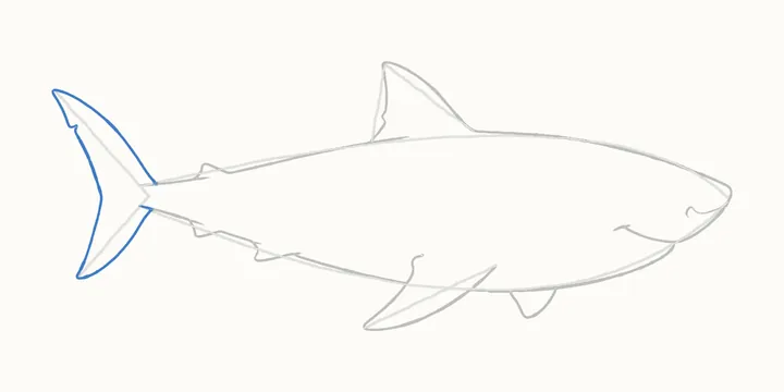 How to draw a shark, step 8: the tail